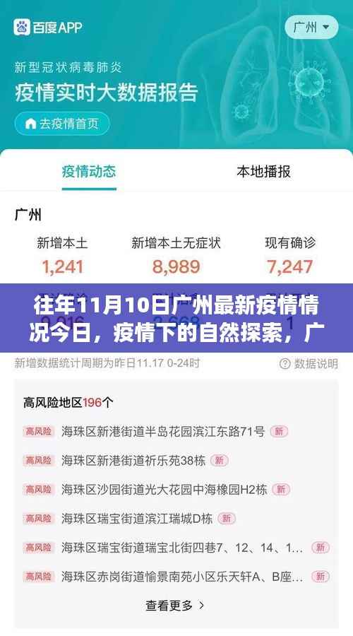 往年11月10日广州疫情更新,疫情下的自然探索与宁静美景之旅