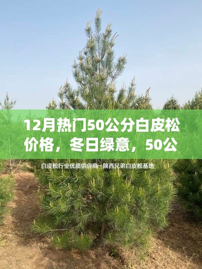 冬季热门,50公分白皮松的价格与温馨故事,冬日绿意盎然