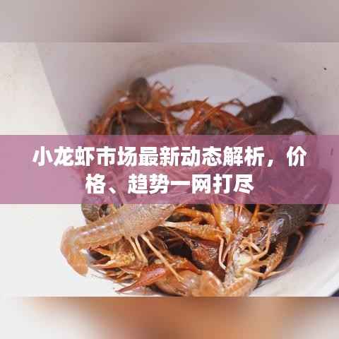 小龙虾市场最新动态解析,价格、趋势一网打尽