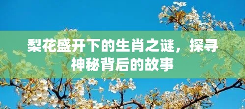 梨花盛开下的生肖之谜,探寻神秘背后的故事