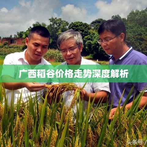 广西稻谷价格走势深度解析