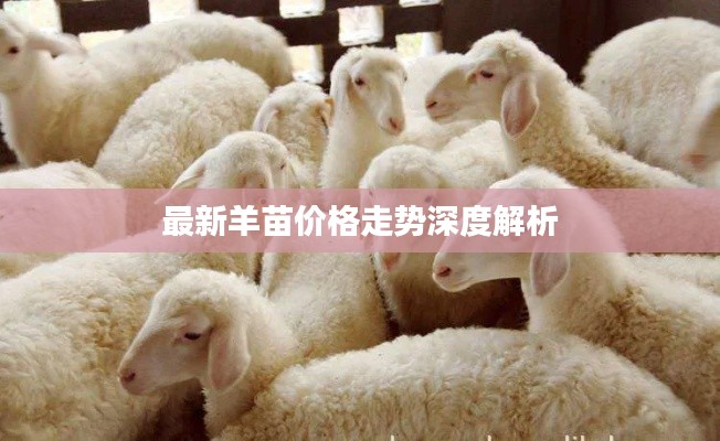 最新羊苗价格走势深度解析