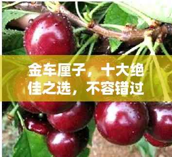 金车厘子,十大绝佳之选,不容错过!